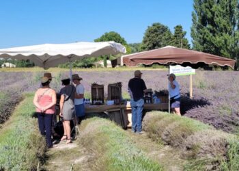 Le Thor : une première édition réussie pour Lavandissima