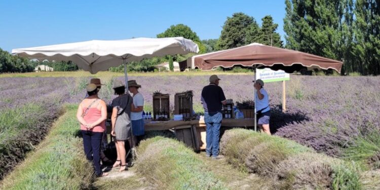 Le Thor : une première édition réussie pour Lavandissima