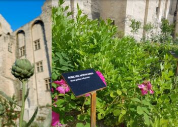 Avignon concoure en finaliste des Victoires du paysage 2022