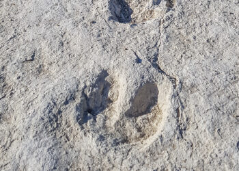 Découvrez le passé géologique du Pays d’Apt tous les jeudis de l’été