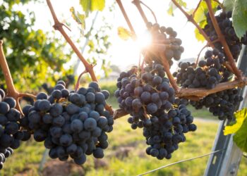 Sarrians : le Domaine Les Ondines recherche des investisseurs pour l’aider à évoluer