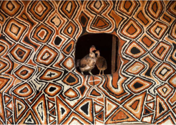 Hans silvester expose sa passion pour les poules au Phébus à Joucas