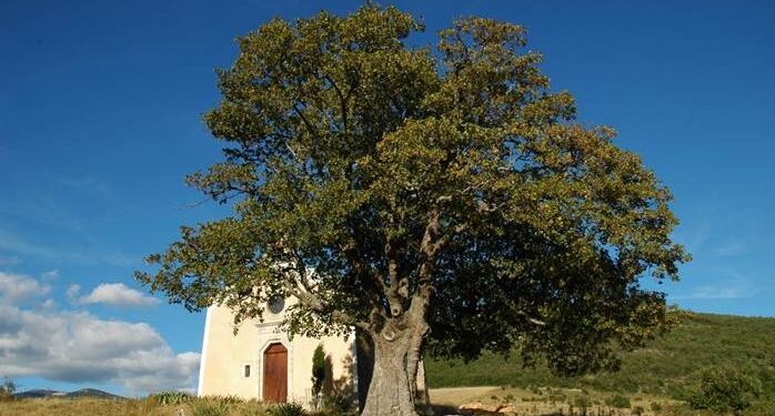 Maison du Parc du Luberon à Apt : une exposition d’arbres ‘remarquables’