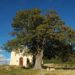Maison du Parc du Luberon à Apt : une exposition d’arbres ‘remarquables’