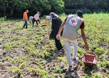 Récolte solidaire : Avignon s’engage pour les plus démunis
