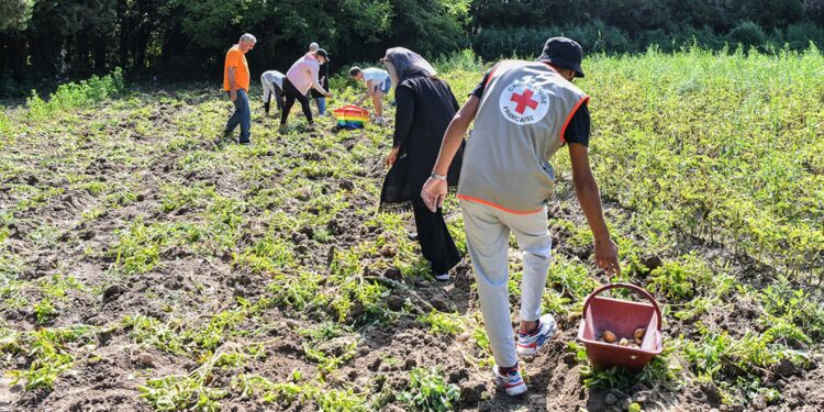Récolte solidaire : Avignon s’engage pour les plus démunis