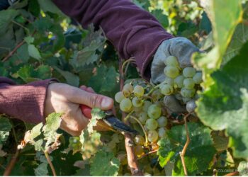 Les vendanges débutent plus tôt qu’en 2021 en Vallée du Rhône