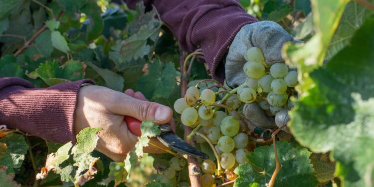 Les vendanges débutent plus tôt qu’en 2021 en Vallée du Rhône