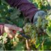 Les vendanges débutent plus tôt qu’en 2021 en Vallée du Rhône