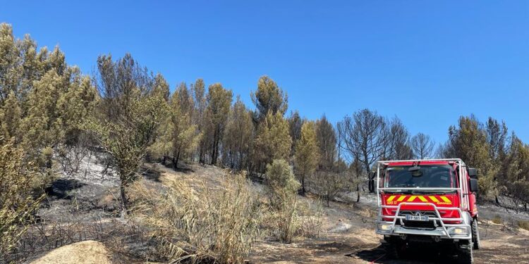 L’ONF lance un appel aux dons pour reconstituer le massif de la Montagnette