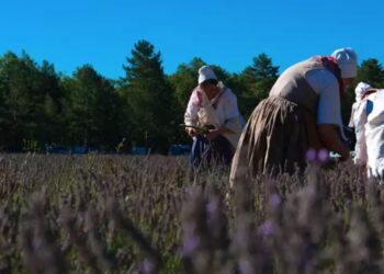 Sault : la Fête de la lavande de retour après 2 ans d’interruption