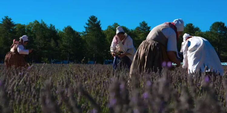 Sault : la Fête de la lavande de retour après 2 ans d’interruption