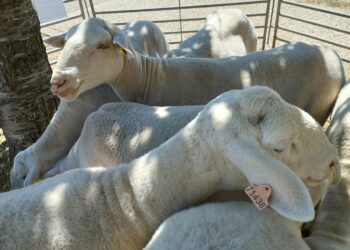 Une 62ème Foire aux agnelles réussie à Saint-Christol
