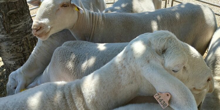Une 62ème Foire aux agnelles réussie à Saint-Christol