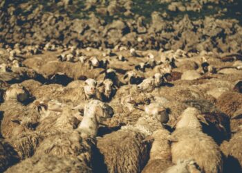 Saint-Christol : la Foire aux Agnelles revient après deux années de pause