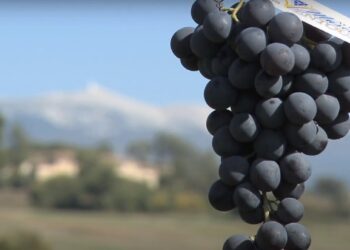 Mazan : l’AOP Muscat du Ventoux célèbre son raisin