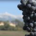 Mazan : l’AOP Muscat du Ventoux célèbre son raisin