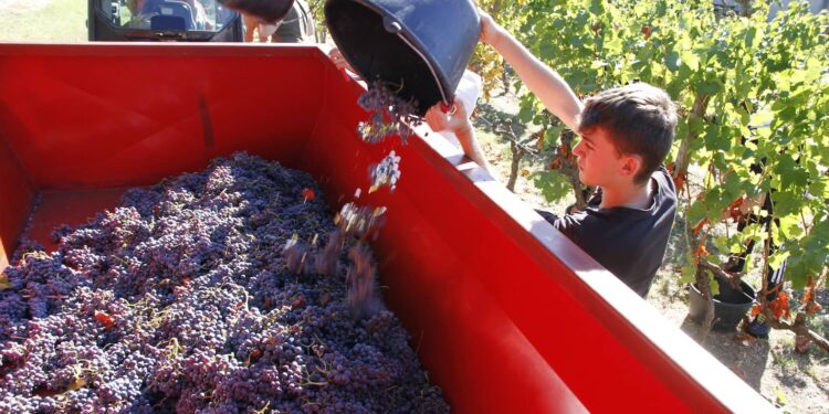 La Cove a vendangé sa vigne intercommunale