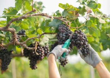 Devenez vendangeur le temps d’une journée