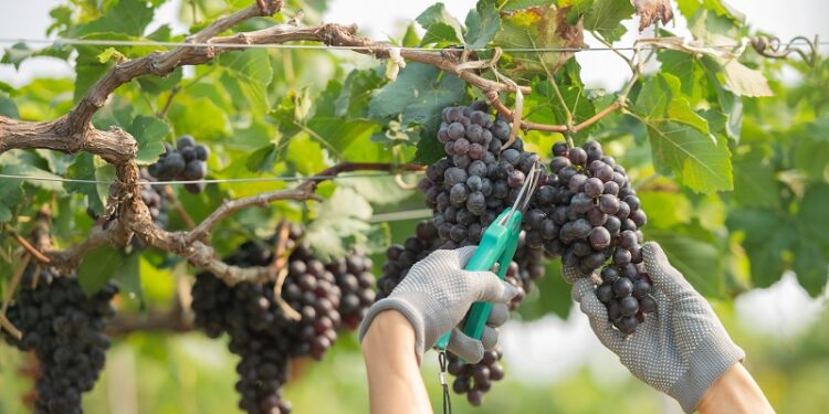 Devenez vendangeur le temps d’une journée