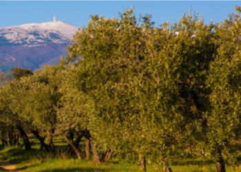 Carpentras : table ronde sur « la biodiversité cultivée du Mont-Ventoux »