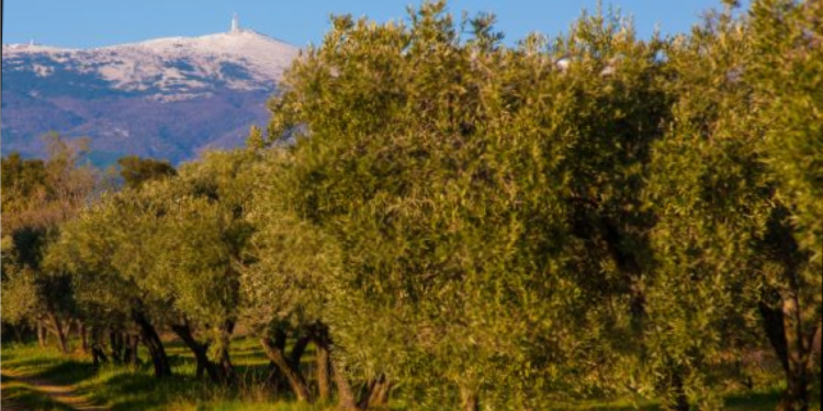Carpentras : table ronde sur « la biodiversité cultivée du Mont-Ventoux »