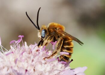 Le Parc naturel régional du Ventoux propose une conférence sur le thème des abeilles
