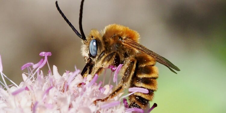 Le Parc naturel régional du Ventoux propose une conférence sur le thème des abeilles