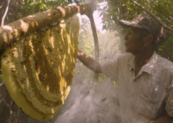 Festival Alimenterre : le film documentaire « une terre sans abeille » diffusé vendredi à Velleron