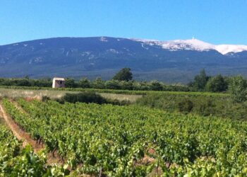Découvrez les vignobles du Ventoux et du Luberon le temps d’un week-end