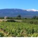 Découvrez les vignobles du Ventoux et du Luberon le temps d’un week-end