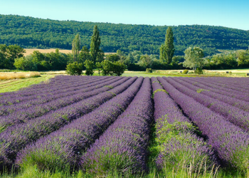 Lucien Stanzione, sénateur de Vaucluse, défend la filière de la lavande et du lavandin