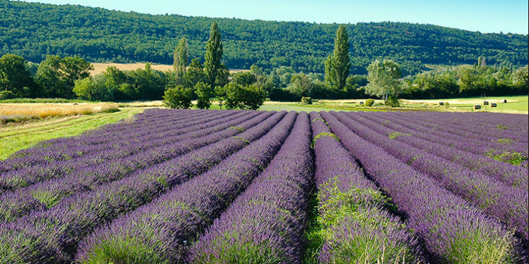 Lucien Stanzione, sénateur de Vaucluse, défend la filière de la lavande et du lavandin