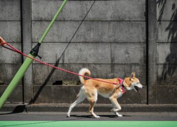 ‘Ville amie des animaux’, le nouveau label de la Région Sud