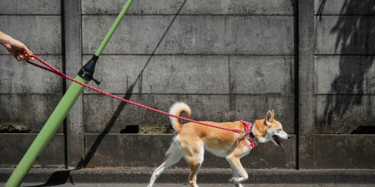 ‘Ville amie des animaux’, le nouveau label de la Région Sud