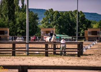 Pays d’Apt : les cavaliers se donnent rendez-vous ce week-end pour la finale régionale de dressage