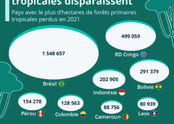 Les pays les plus touchés par la déforestation