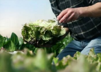 2 000 jeunes Vauclusiens recevront des paniers alimentaires d’ici Noël