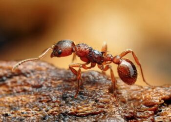Les fourmis passent aussi à l’électrique 