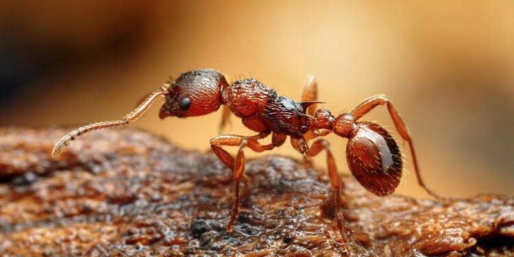 Les fourmis passent aussi à l’électrique 