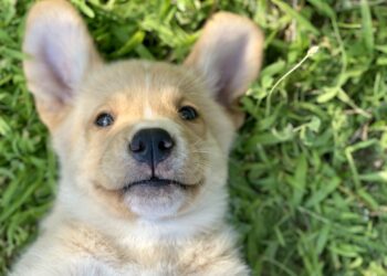 La Fondation Frédéric Gaillanne recherche des familles d’accueil pour ses chiots, futurs apprentis guides d’enfants mal voyants