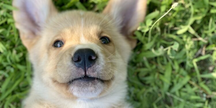 La Fondation Frédéric Gaillanne recherche des familles d’accueil pour ses chiots, futurs apprentis guides d’enfants mal voyants