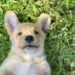 La Fondation Frédéric Gaillanne recherche des familles d’accueil pour ses chiots, futurs apprentis guides d’enfants mal voyants