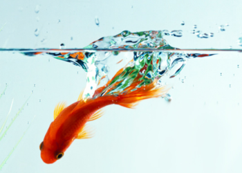 Des progrès en Provence-Alpes-Côte d’Azur avec 62 % des rivières en bon état