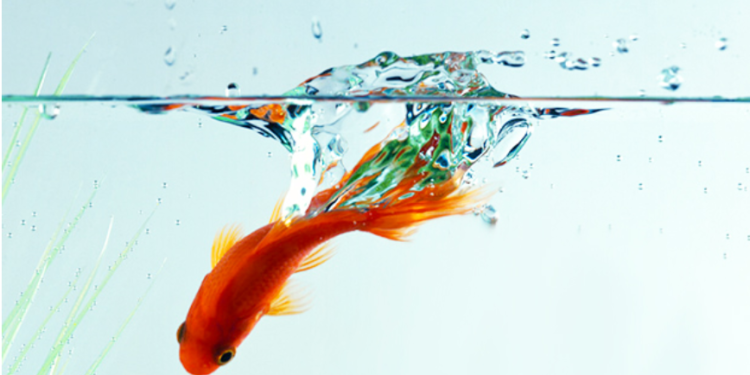 Des progrès en Provence-Alpes-Côte d’Azur avec 62 % des rivières en bon état