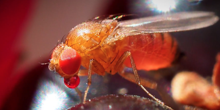 Studio One présente « La Mouche SUZUKII »
