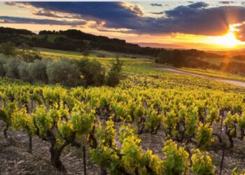 Les vignobles de la Vallée du Rhône se donnent les moyens de leurs ambitions à l’horizon 2035