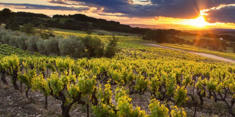 Les vignobles de la Vallée du Rhône se donnent les moyens de leurs ambitions à l’horizon 2035