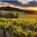Les vignobles de la Vallée du Rhône se donnent les moyens de leurs ambitions à l’horizon 2035