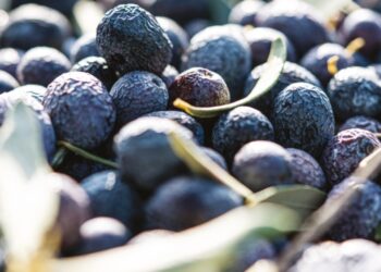 Nyons va célébrer ses olives noires ce week-end